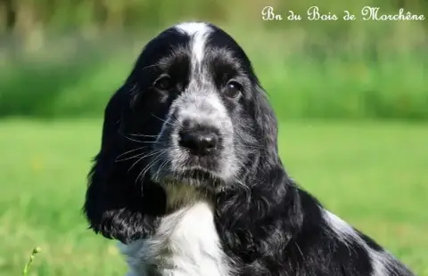 Cocker Spaniel Anglais  Bn Du Bois De Morchène