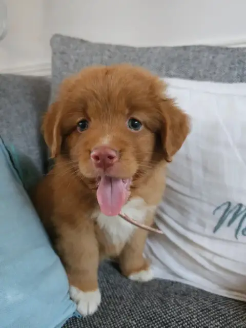 Retriever De La Nouvelle- photo 2