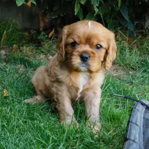 Vend Chiot Cavalier King Charles Lof