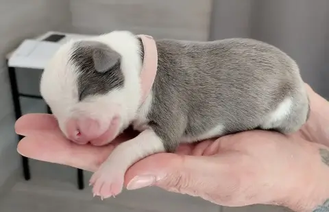 American Staffordshire Terrier  Chiot Collier Rose Cl 167c1