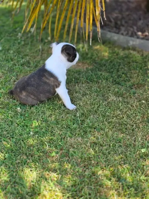 Boston Terrier  Banjo Du Domaine De La Cour Souverain 93104 photo 2