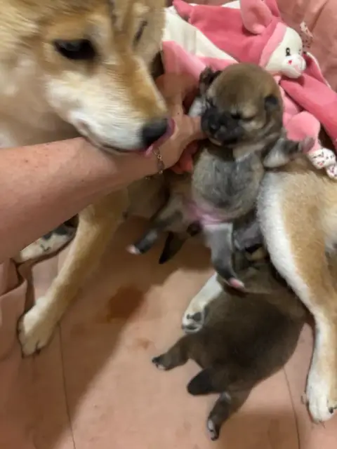 Shiba  Bonzai Du Cèdre Enchanté photo 2