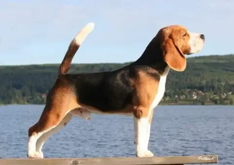 Beagle  Chiot 2 De La Vallée Du Grand Loup photo 3