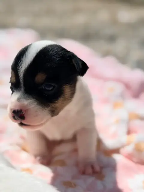 Jack Russell Terrier  Berlingo Des Niglots Du Gard