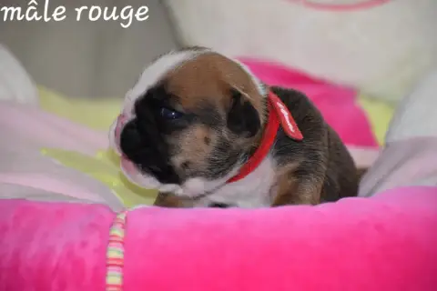 Bulldog Anglais photo 3