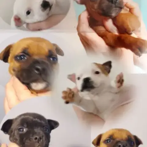 Chiots Staffie  Origine Espagnoles