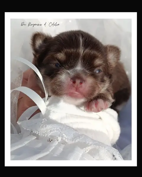 Chihuahua  Belcando Glacé Du Royaume D'Odelia