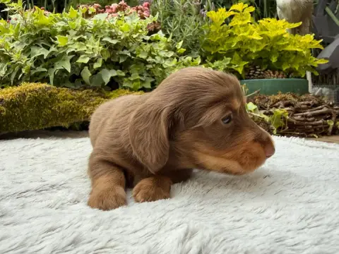 Teckel Poil Long  Chiot N°1 De La Cour Des Iles photo 3