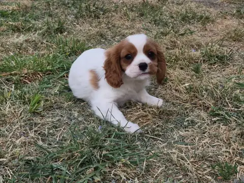 Cavalier King Charles Spaniel  Biscotte De Paline