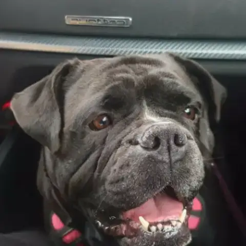Femelle Bulldog Continental Lof