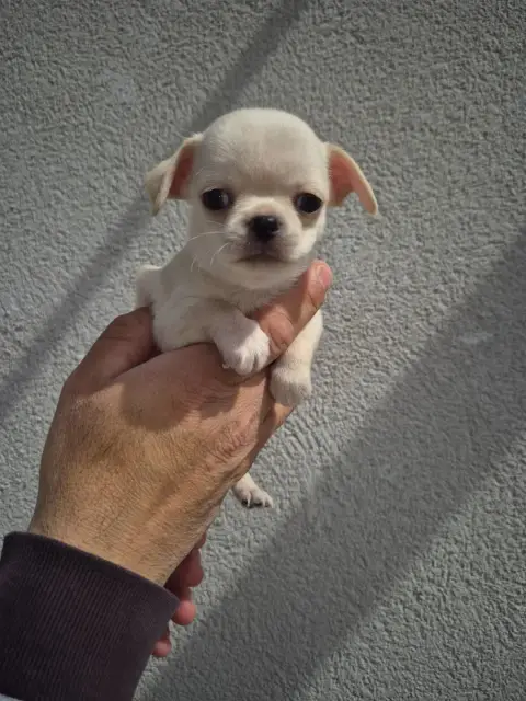 Chihuahua  Bear'S photo 2