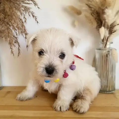 West Highland White Terrier  Beny