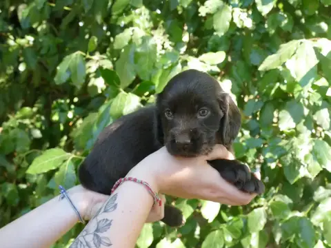 Cocker Spaniel Anglais  Femelle Choco Du Temps Des Am c349d