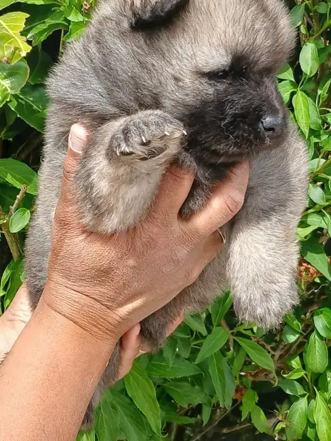 Eurasier  Chiot 4 L'Elevage Du Prince photo 2