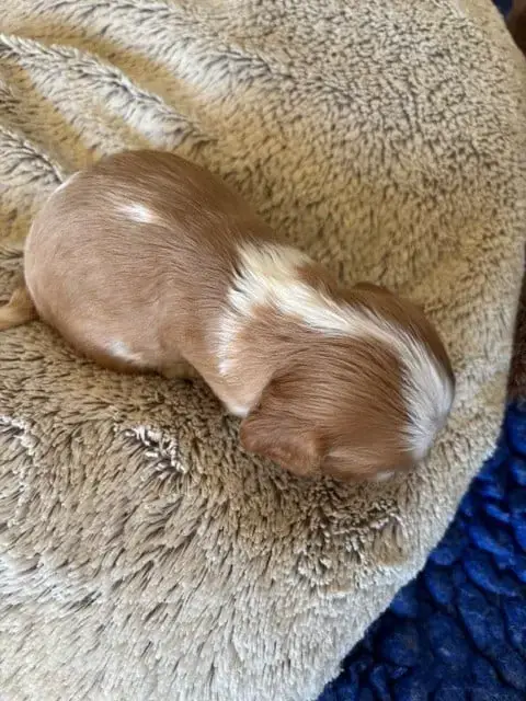 Cavalier King Charles Spaniel  B... Du Vallon De Zalt be421 photo 2