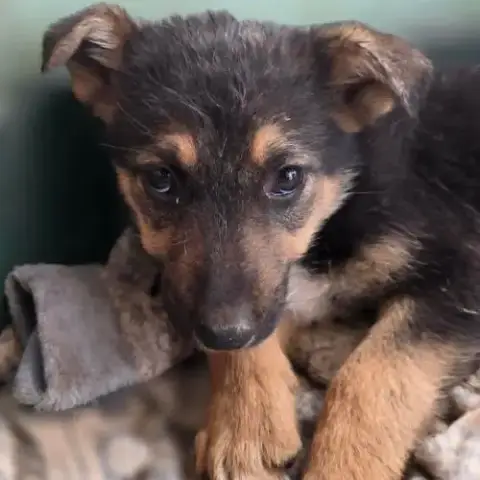 Zodia Chiot