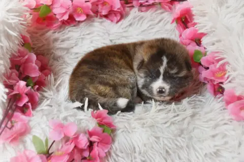 Akita  Chiot Collier Noir Of Imperial Kitsune