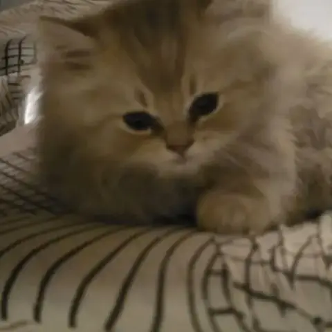 Chatons Loof