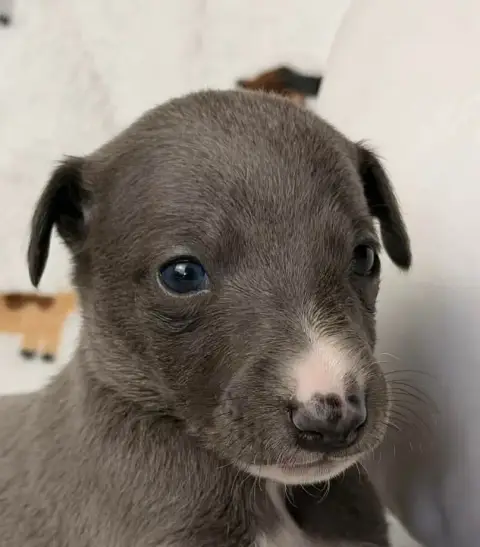 Whippet  Bruce-