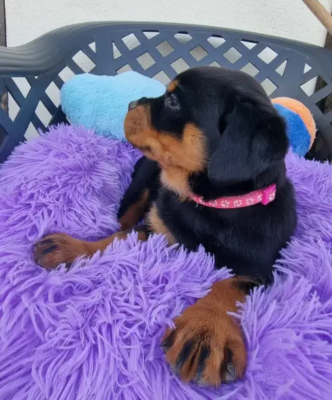 Rottweiler  Bella De L'Arbre Des Batailles