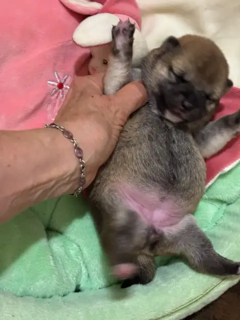 Shiba  Bonzai Du Cèdre Enchanté photo 3