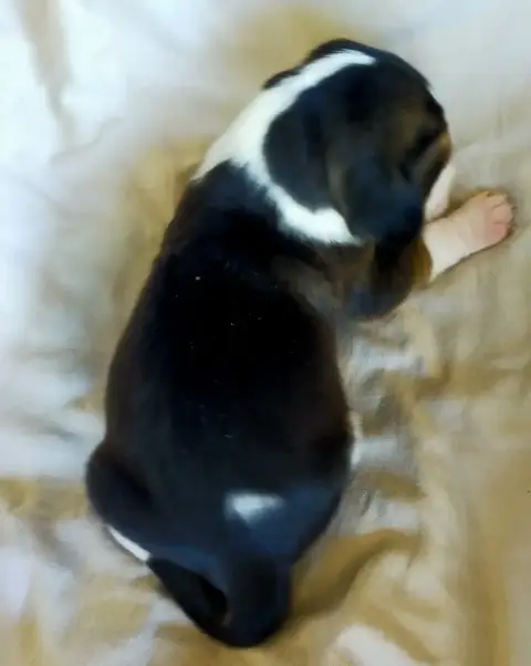 Basset Artesien Normand  Chiot N°8 Des Terres Du Doux 546bd photo 3