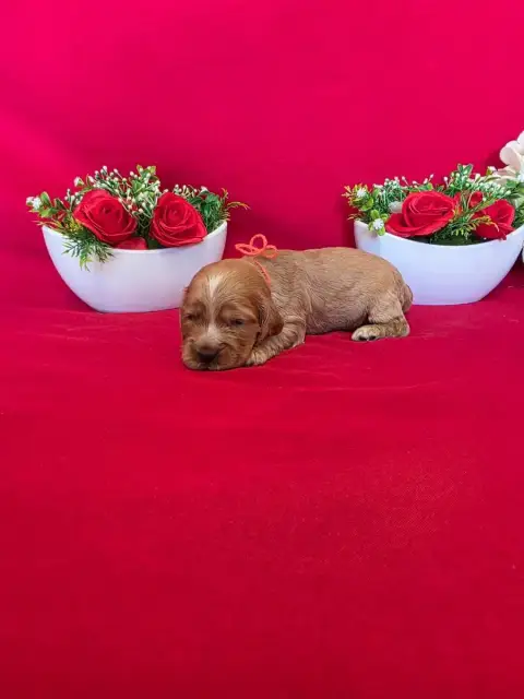 Cocker Spaniel Anglais  B........... Du Domaine De St 3f22e photo 2