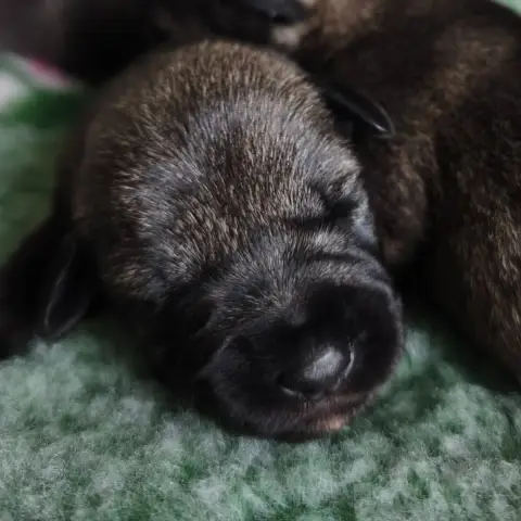 Schnauzer  Chiot N°4 Domaine De Pierremarie