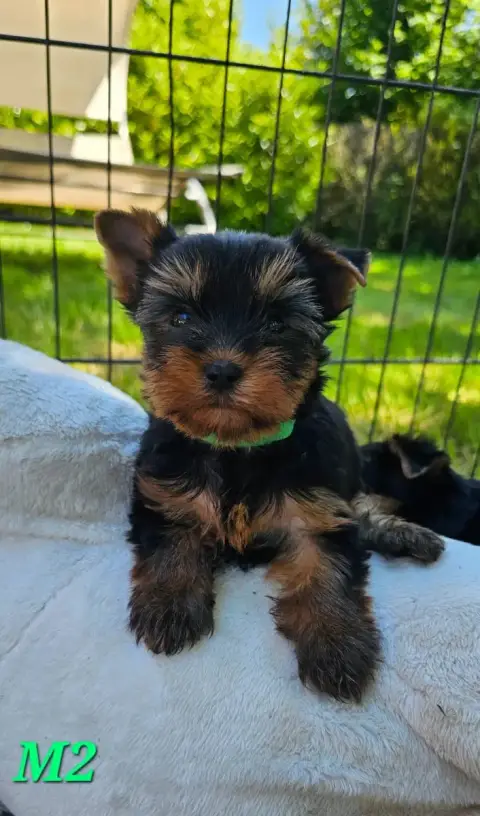 Yorkshire Terrier  Chiot Des Pattes Impériales