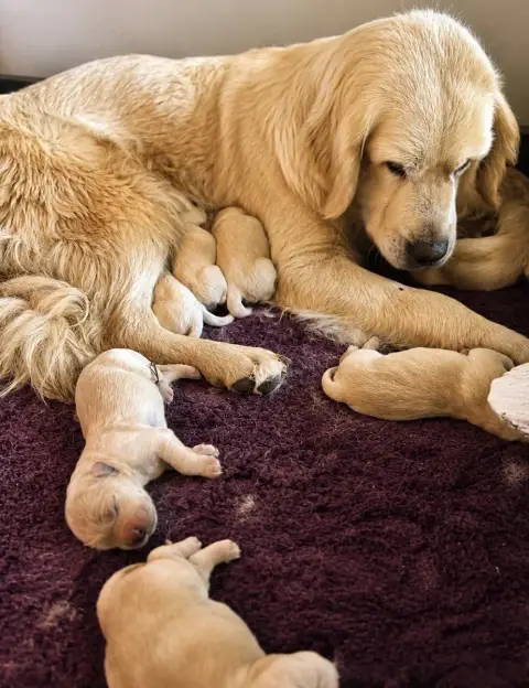 Golden Retriever  Chiot N°1 Du Ruisseau De La Groseil d20b5