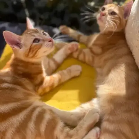 Tobie & Garfield 2 Frangins Rouquins