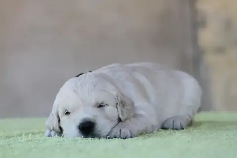 Golden Retriever photo 2