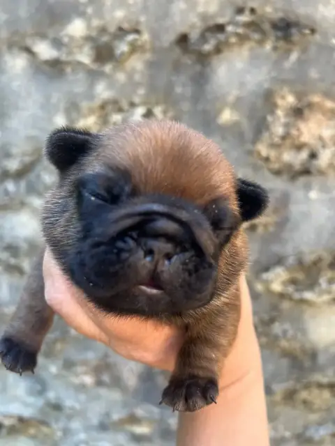 Bouledogue Français  Big Boss The Kingdom Of The Litt ce936 photo 3