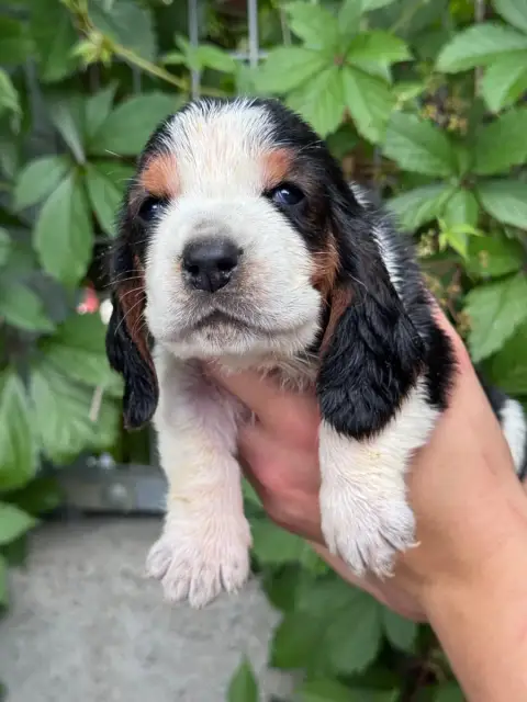 Basset Hound  Bertha Collier Bordeaux Tricolore Du Be 8fab5