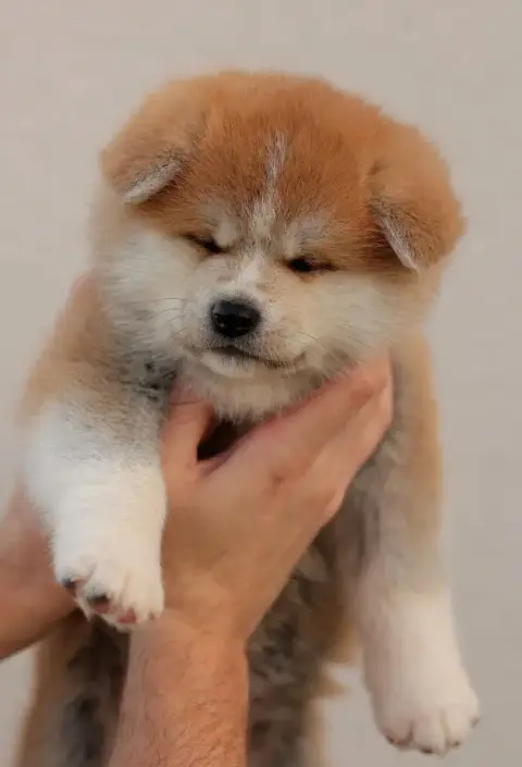 Akita  Chiot N°5 Kazan No