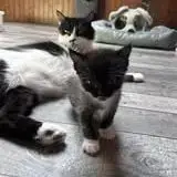 Chat Bettyboop À La Réservation