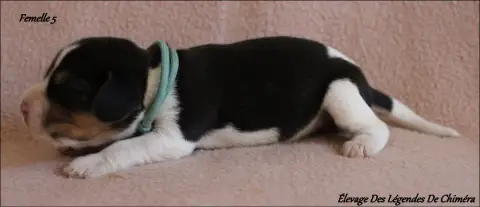 Beagle  Femelle 5 -