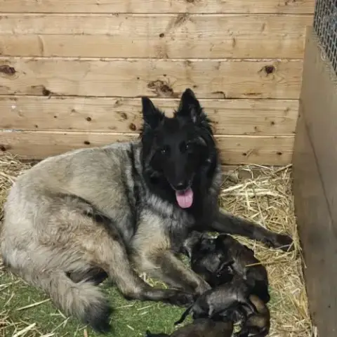 Chiots Tervuren Issus De La Lignée Reine De Beaute