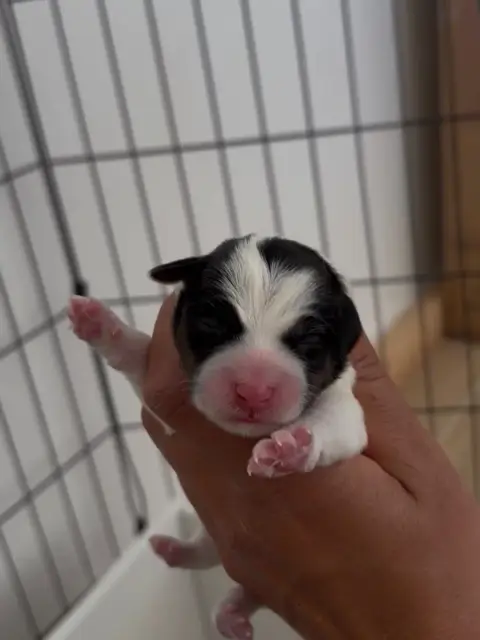 Jack Russell Terrier  Chiot 3 Du Bois De Compiègne