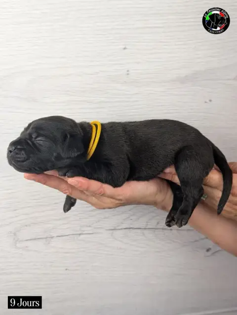 Cane Corso 
                        Collier Jaune Tax ca997 photo 3
