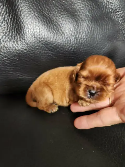 Cavalier King Charles Spaniel  Chiot 1 Du Royaume De  3063e