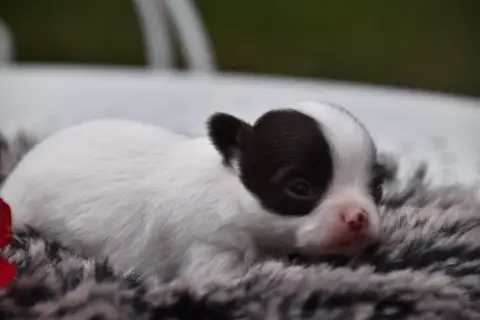 Chihuahua  Valentin Numéro Bis Du Repère Des Poilus b412e photo 3