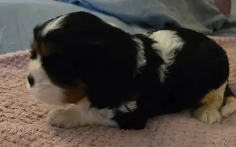 Cavalier King Charles Spaniel  Chiot N°3 Du Domaine D d4a91 photo 2
