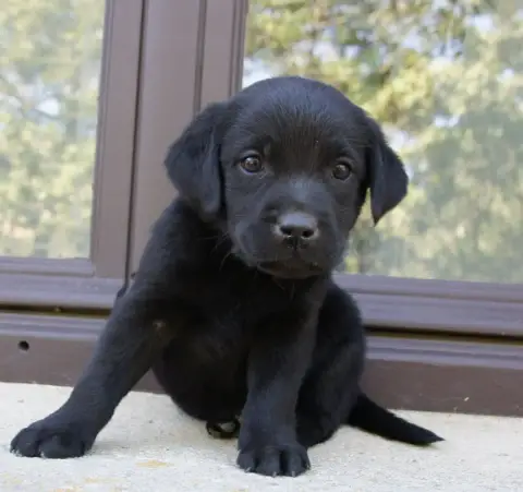 Labrador Retriever  Fn1 Des Assards De Pierregourde feab7
