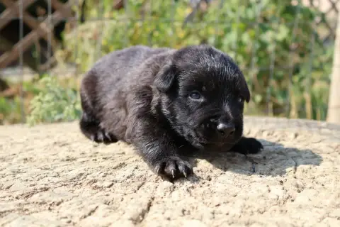Adopter Berger Hollandais 
                        Monsieur G 2083f