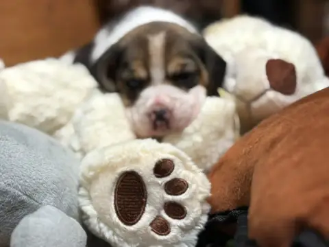 Beagle  Chiot N°5 Du Domaine Des Pattes Dorées photo 3