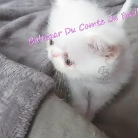 Adopter Adorable British Shorthair