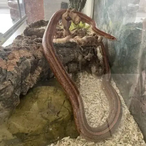 Serpent Des Blés Avec Terrarium