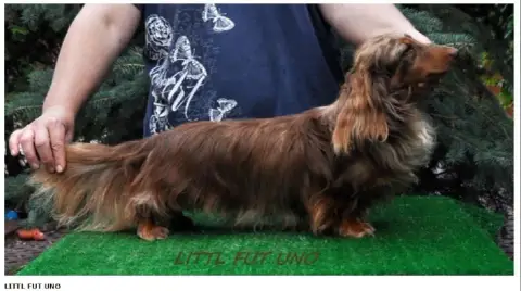 Teckel Poil Long  Chiot N°2 Des Pattounes Douces