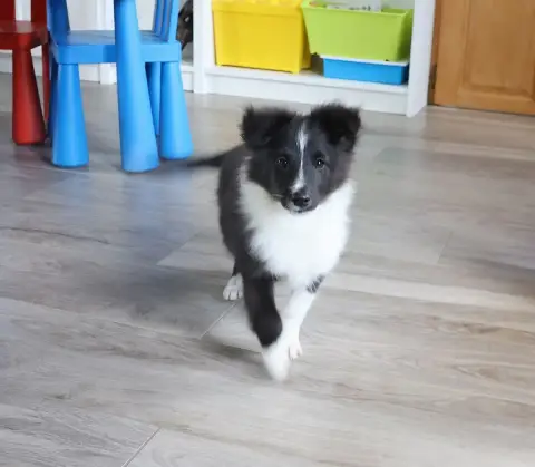 Shetland Sheepdog  Chiot N°2 Du Royaume De La Petite  0228d photo 3